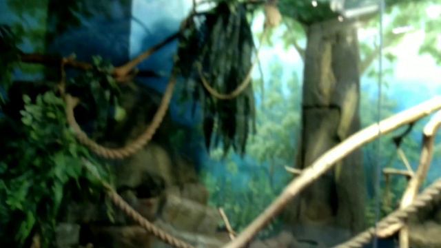 Пингвины в океанариуме Крокус Сити. смотреть онлайн