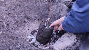 Высадка саженцев винограда из контейнера