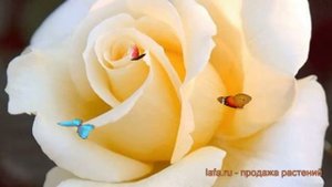 Роза чайно-гибридная Элина (Rose Elina) (elina) ? обзор: как сажать, саженцы розы Элина (Rose Elina