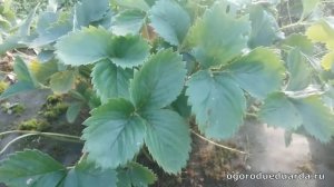 Нужно ли обрезать листья у кустов клубники осенью ?