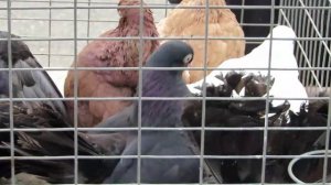 Выставка голубей рп Роза 26.08.2023.