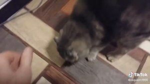 ЧТо делать, если сломался кот или как починить кота