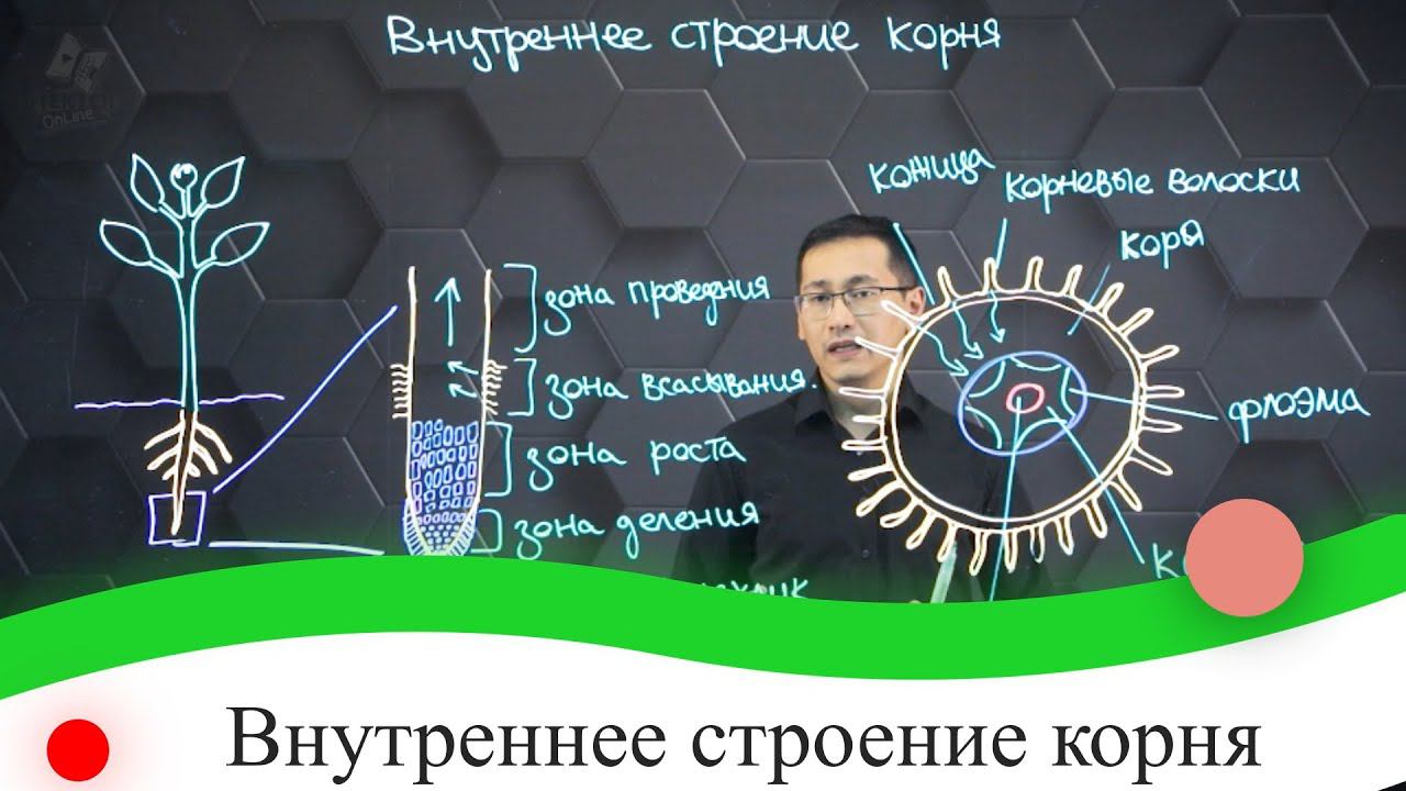 Внутреннее строение корня. 7 класс.