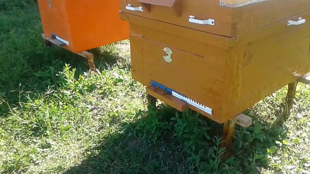 пчелы нисут никтар смотреть онлайн