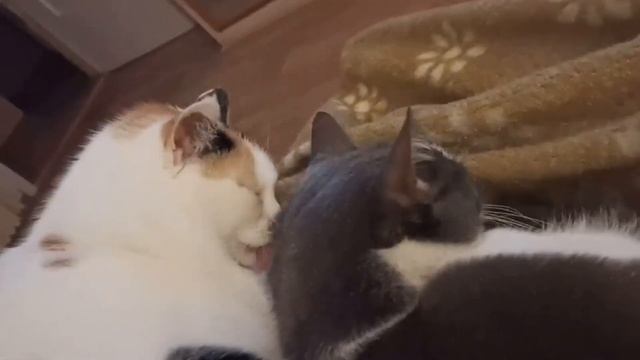 Кот Кузьма гуляющий на поводке. смотреть онлайн