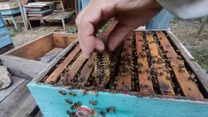 Пчелы в бутылке! Обзор нуклеуса Джинн Михаила Смолянского