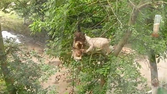 Экстремальная групповуха у котов. смотреть онлайн