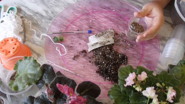 Как отсадить деток фиалки от листа,пересадка стартёра. смотреть онлайн