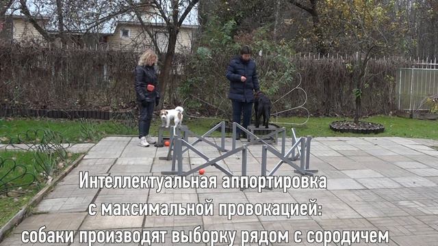 Догтренинг 684. Вундердог Шервуд - уникальный джек-рассел терьер. смотреть онлайн
