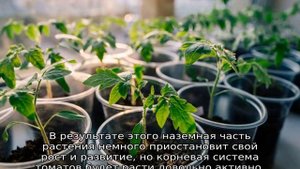 Рассада помидоров плохо растет что делать