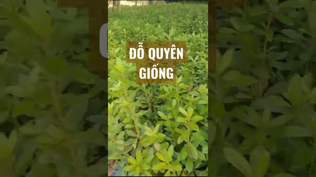 ĐỖ QUYÊN GIỐNG ,Bán cây đỗ quyên giống Sỉ toàn quốc