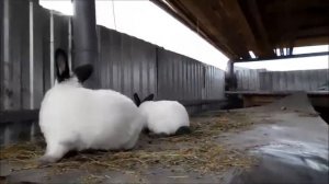 МИНИ ФЕРМА КРОЛИЧЬЯ