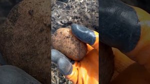 Копка картофеля сорт Жуковский и Уника.15.09.2024 года