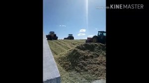 Технология заготовки силоса. Силос. Урожай 2017.Silage technology for maize silage, harvest 2017.