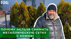 О целесообразности снятия сетки и мешковины с кома растений