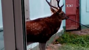 Лесные чудеса во дворе больницы. На внутреннюю территорию ЦРБ в Коломне забрел лесной олень