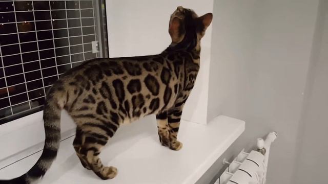 OHara Spotty Gold бенгальская кошка