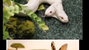 Радиация и ее влияние на животных и человека  ТОПвые факты