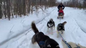 ХАСКИ нас уносят!Дети в восторге!