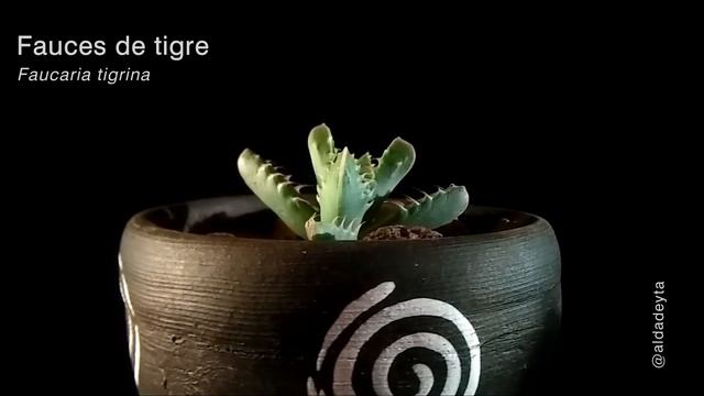 Faucaria tigrina (Fauces de tigre)