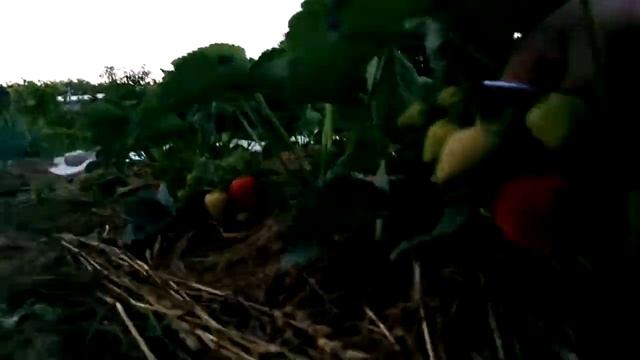 Клубника, сорт: Свитхарт, зрелая на кустах. 01.06.18. смотреть онлайн