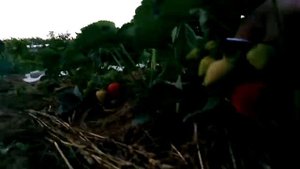 Клубника, сорт: Свитхарт, зрелая на кустах. 01.06.18.