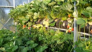 Клубника на пирамидах