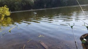 Первая фидерная рыбалка на реке Дон в ИЮЛЕ в поисках леща