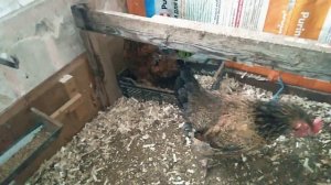 ЯЙЦЕНОСКОСТЬ КУР Борковская Барвистая  В МОРОЗ мой птичий уголок