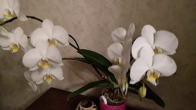 ? НЕВЕРОЯТНО Красивое цветение Орхидеи Cambridge. смотреть онлайн