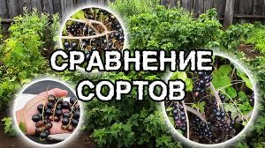 Сравнение ягод сортов  Читканка , Пигмей , Забава