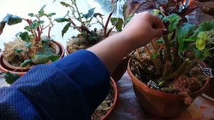 БЕГОНИЯ Как сохранить зимой. Ошибки хранения