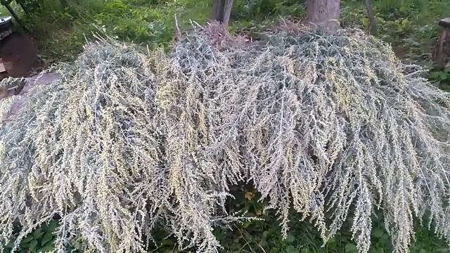 О пользе ПОЛЫНИ! смотреть онлайн