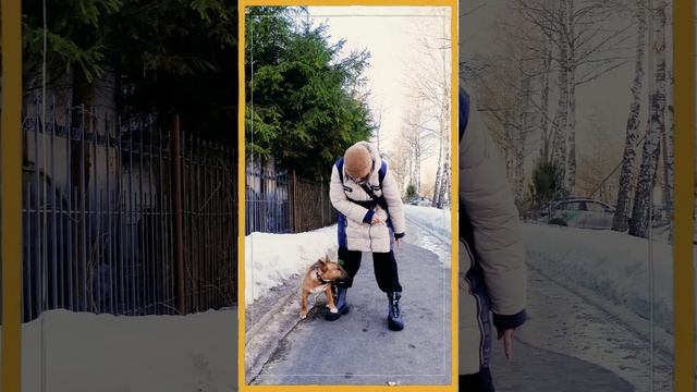трюки с минибулем.#shorts #бультерьер #минибуль  #карликовыйбультерьер