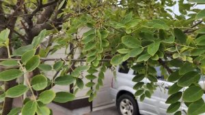 Amur Maackia (Maackia amurensis) mature tree in Sherwood Park, AB | TreeTime.ca