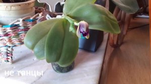 🌸Фаленопсис Violacea war.indigo x sib.