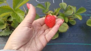 Земляника Дели (Deli). Вкусная.