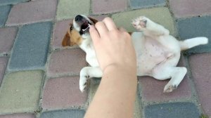 Гладкошерстий Фокстер'єр