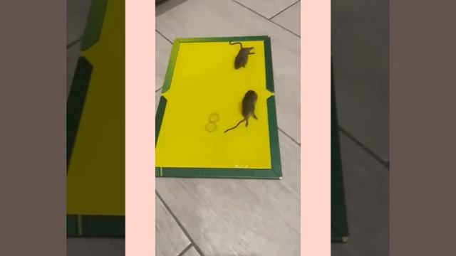 Ростов-на-Дону: ЖК "Звёздный" на Пацаева, 16/1, после атаки крыс - заполонили мыши! ?