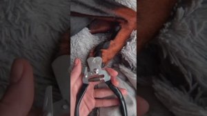 Доберманы в Tik Tok // Эстетика // Порода Доберман // тт