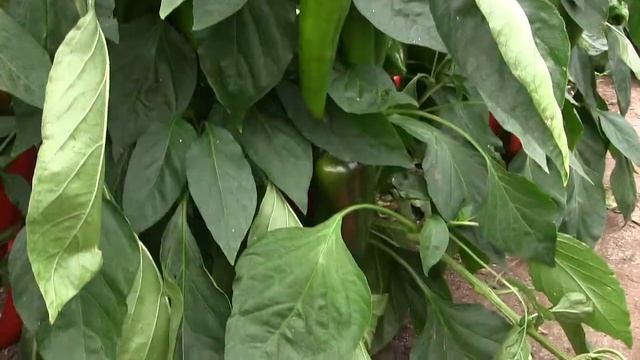 Корина F1 (Corinna F1) перец сладкий Rijk Zwaan смотреть онлайн