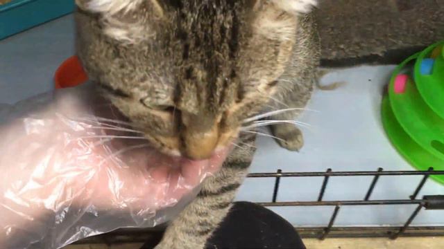 Фараон смотреть онлайн