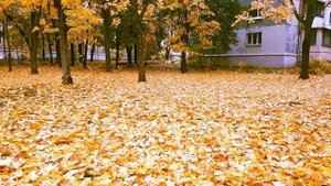 На ковре из желтых листьев...Хорошего дня!Листопад! Золотая осень! Leaf fall! Golden autumn! СТИХиЯ