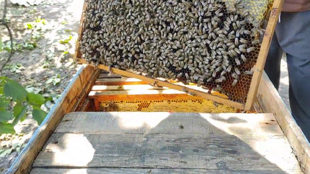 ЕСТЬ МЕД НО НЕТУ РАСПЛОДА !!! 19.09.2023