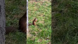 Наблюдение за белкой