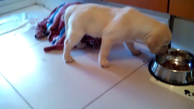 Лабрадор пожирает корм смотреть онлайн