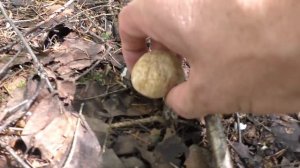 ГАДЮКА! И НЕ ОДНА!!! Поход по грибы в лес! ГРИБЫ В ЛЕСУ!.mp4