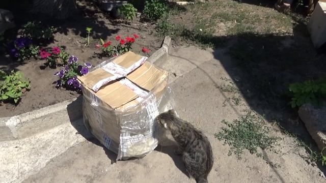 завтрак, что такое амарант, снова в город, Шаповаловы влог смотреть онлайн