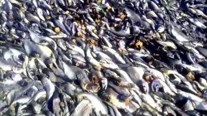 Вот так выбрасывают рыбу на Камчатке