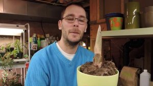 Amorphophallus konjac with Flower Spike Forming